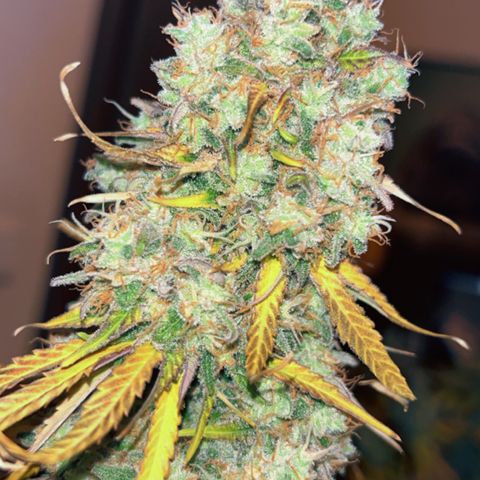Special Kush #1 growlog timeline photo