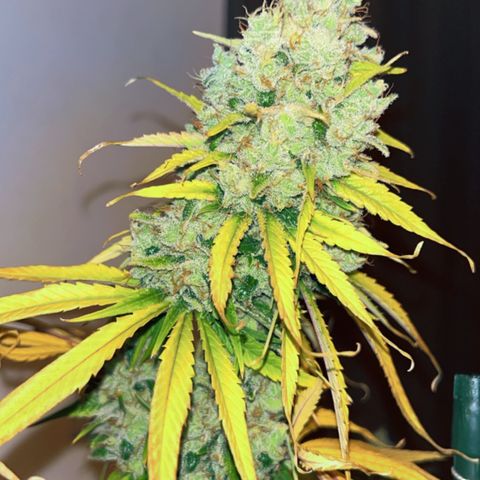 Special Kush #1 growlog timeline photo