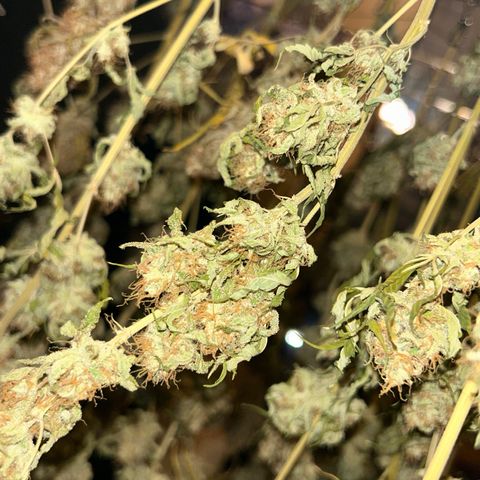 Special Kush #1 growlog photo: DRYPHASE D7