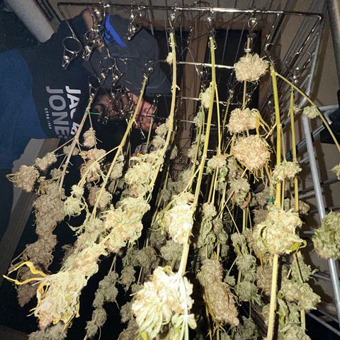 Special Kush #1 growlog photo: DRYPHASE D7
