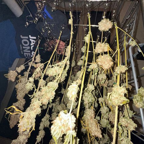Special Kush #1 growlog photo: DRYPHASE D7