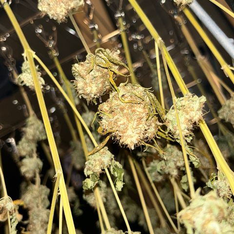 Special Kush #1 growlog photo: DRYPHASE D7