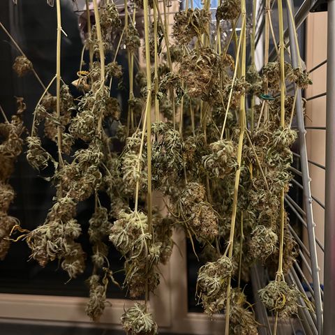 Special Kush #1 growlog photo: DRYPHASE D7