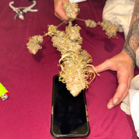 Special Kush #1 growlog photo: DRYPHASE D7