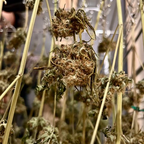Special Kush #1 growlog photo: DRYPHASE D7