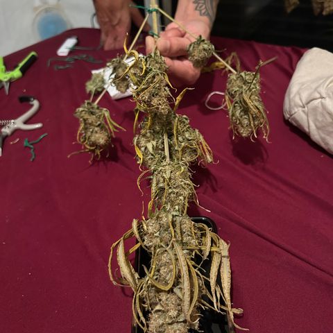Special Kush #1 growlog photo: DRYPHASE D7