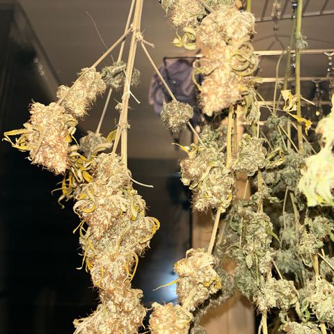 Special Kush #1 growlog photo: DRYPHASE D7