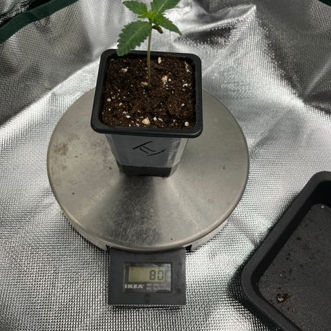 Runtz growlog timeline photo