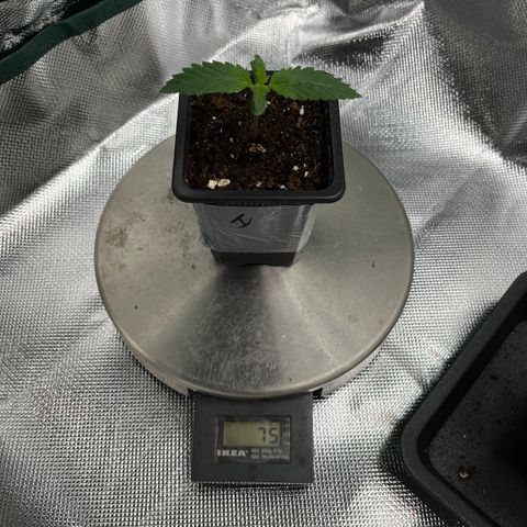 Runtz growlog timeline photo