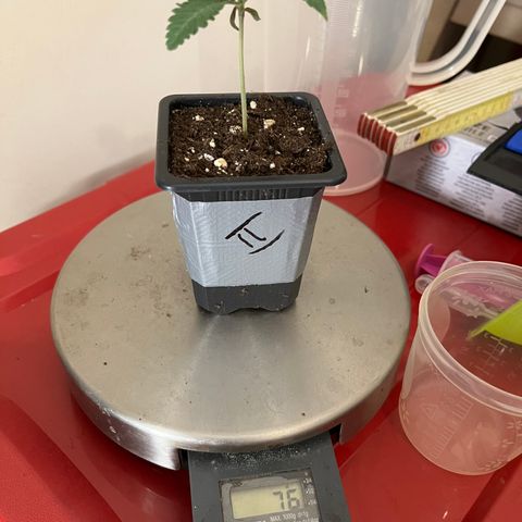 Runtz growlog timeline photo