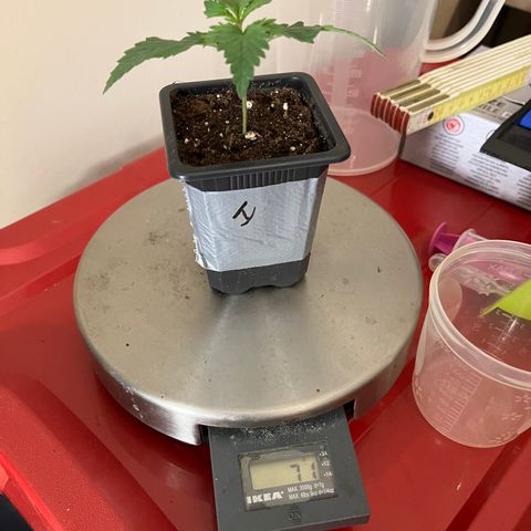 Runtz growlog timeline photo