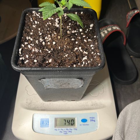 Runtz growlog timeline photo