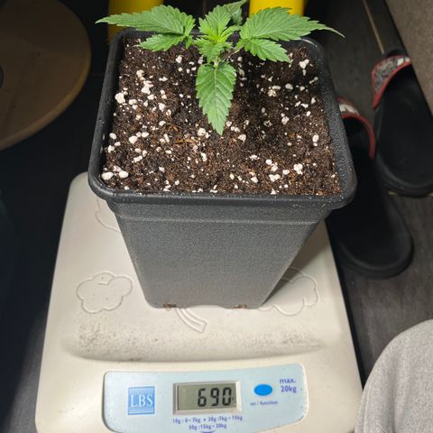 Runtz growlog timeline photo
