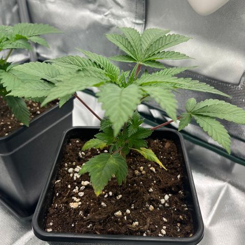 Runtz growlog photo: Mangel?