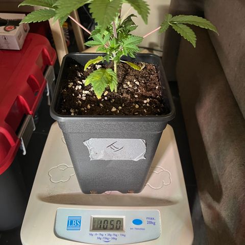 Runtz growlog timeline photo