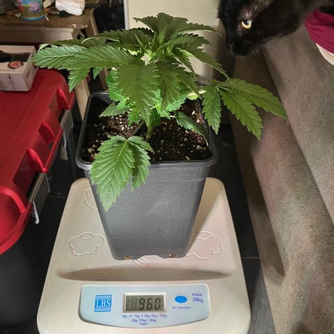 Runtz growlog timeline photo