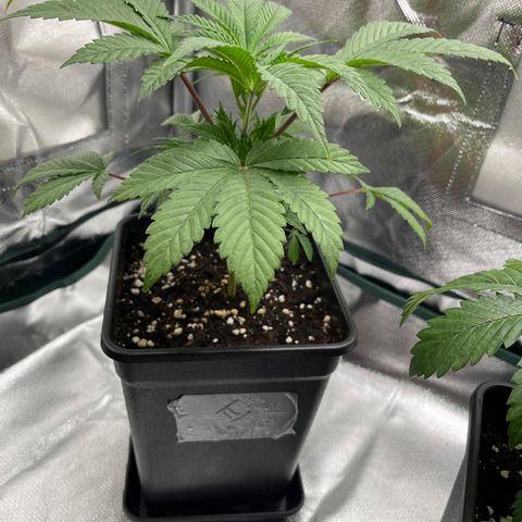 Runtz growlog timeline photo