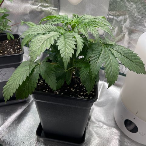 Runtz growlog timeline photo