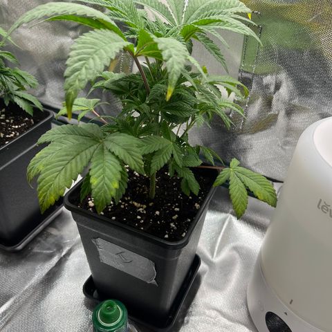 Runtz growlog timeline photo