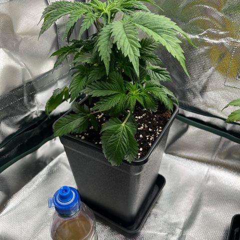 Runtz growlog timeline photo