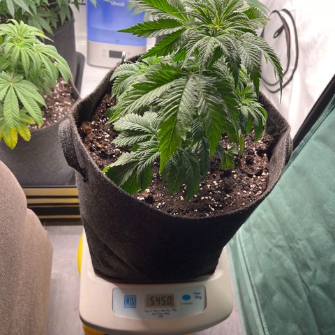 Runtz growlog timeline photo
