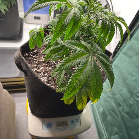 Runtz growlog timeline photo