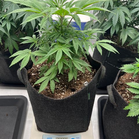 Runtz growlog timeline photo