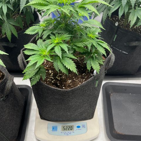 Runtz growlog timeline photo