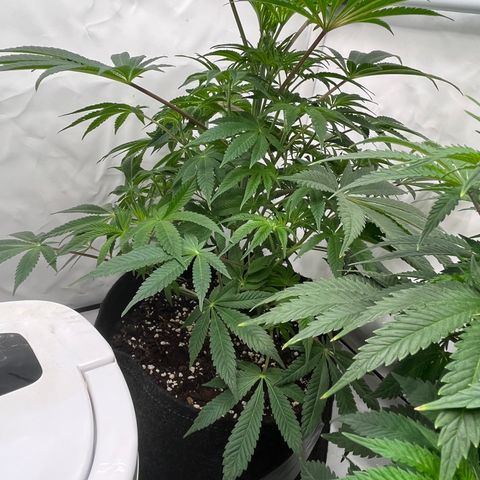 Runtz growlog timeline photo