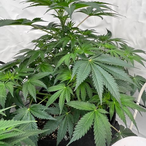 Runtz growlog timeline photo