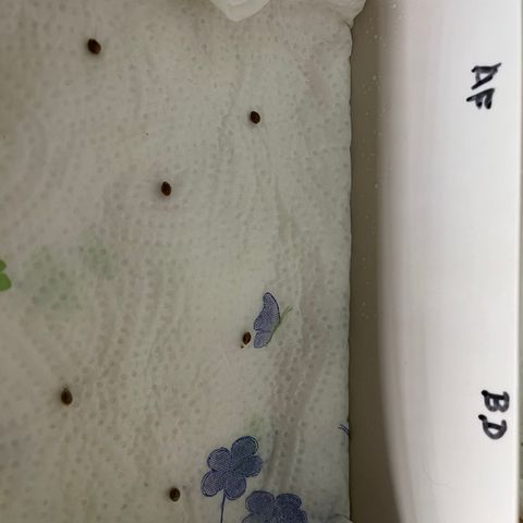 Runtz growlog photo: 13:00 
RH 65% T 26