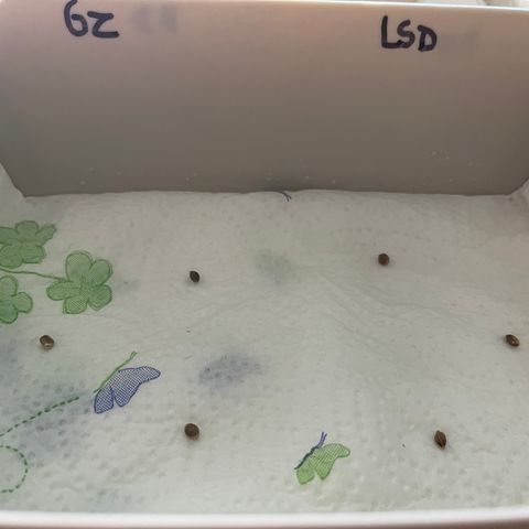 Runtz growlog photo: 13:00 
RH 65% T 26