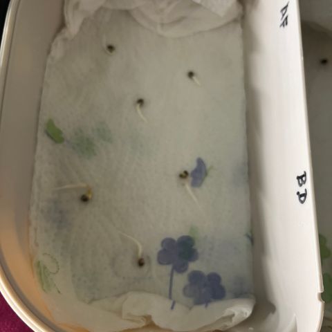 Runtz growlog timeline photo
