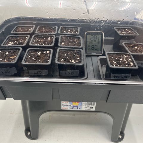 Runtz growlog timeline photo