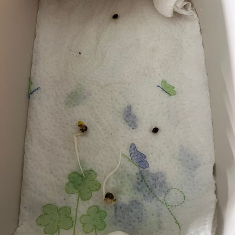Runtz growlog timeline photo