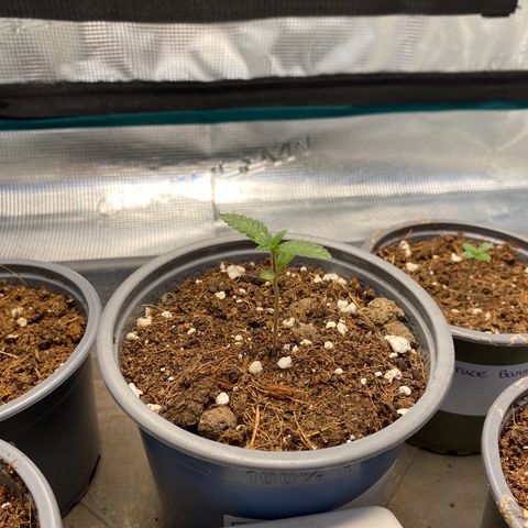 GMO growlog timeline photo