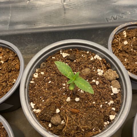 GMO growlog timeline photo