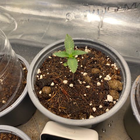 GMO growlog photo: Sieht sehr schwach aus auch teilweise erkrankte Blätter schon wird denke ich aus dem Zelt genommen 