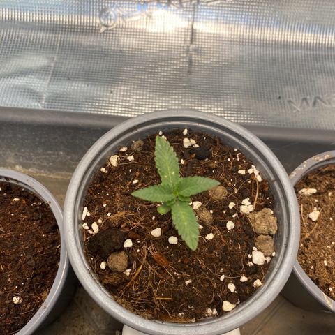 GMO growlog timeline photo