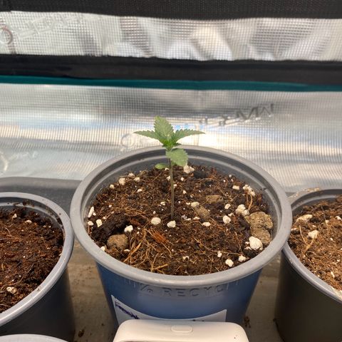 GMO growlog timeline photo