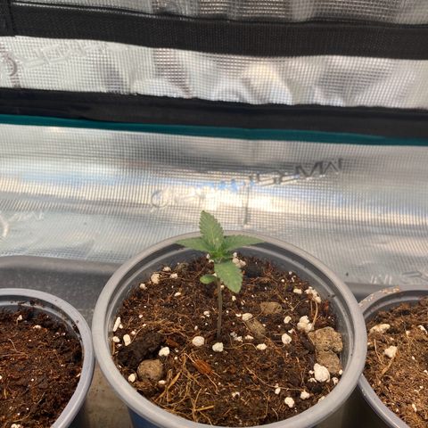 GMO growlog timeline photo