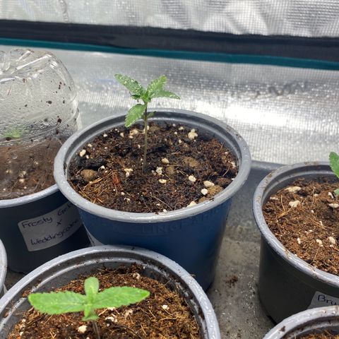 GMO growlog timeline photo