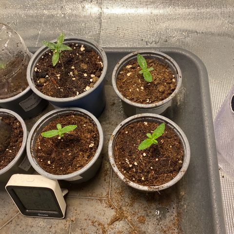 GMO growlog timeline photo