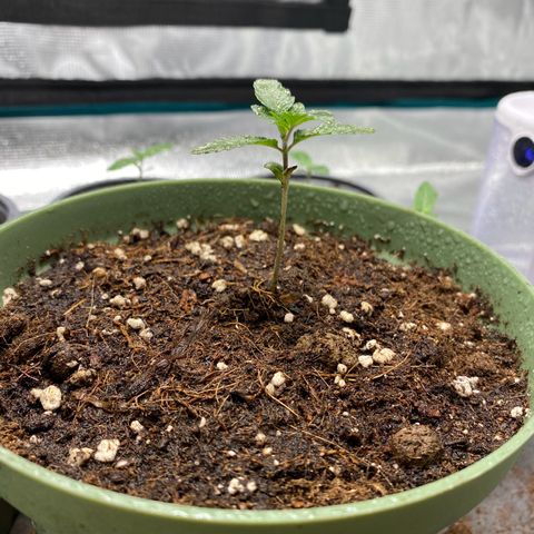 GMO growlog timeline photo