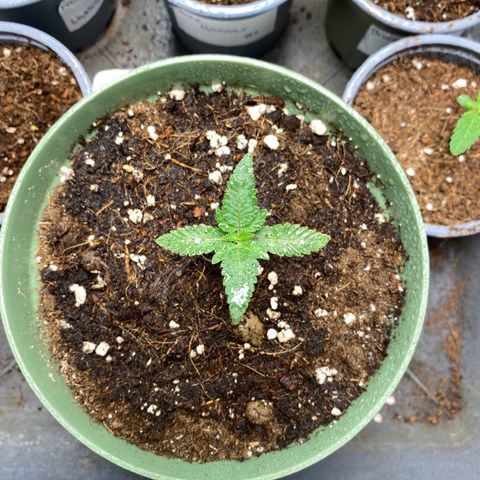 GMO growlog timeline photo