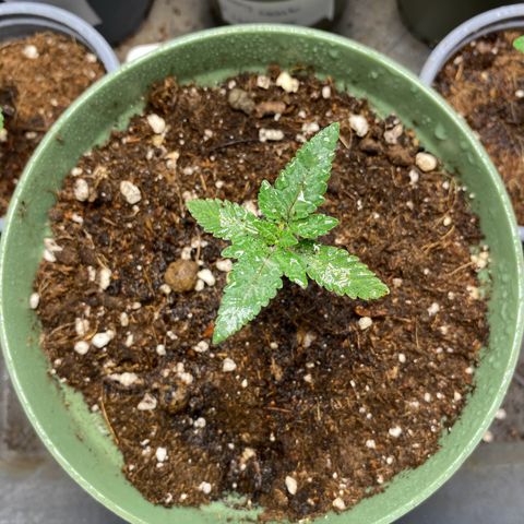 GMO growlog timeline photo