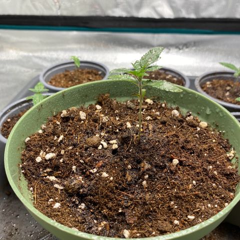 GMO growlog timeline photo