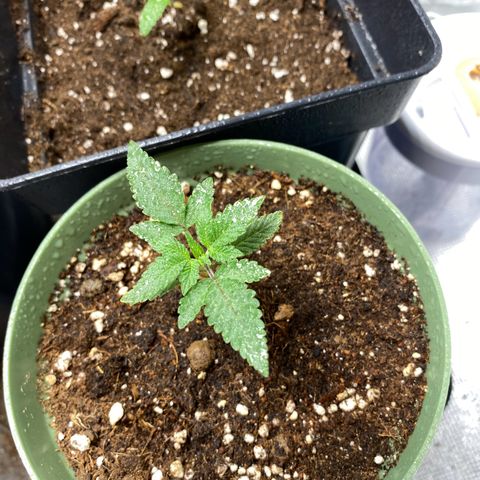 GMO growlog timeline photo