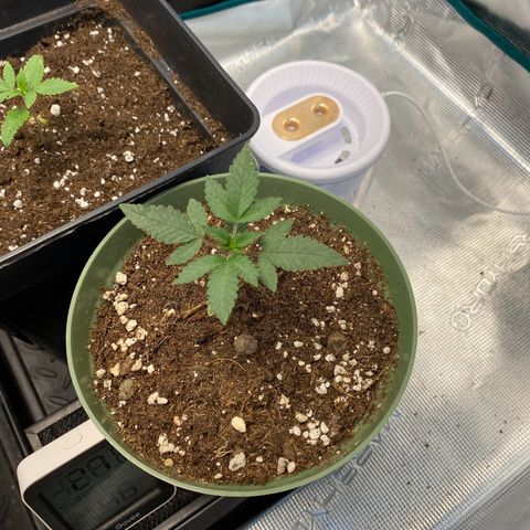 GMO growlog timeline photo