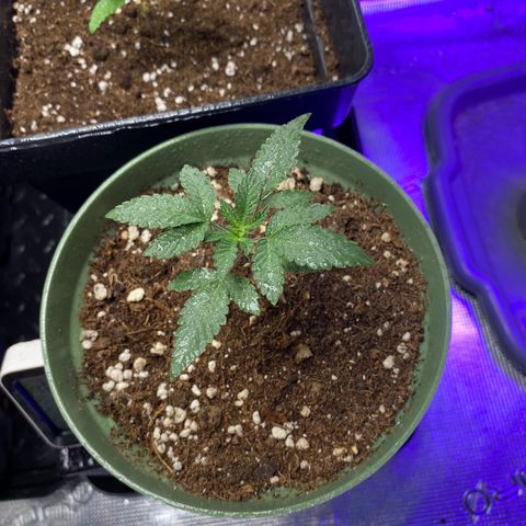 GMO growlog photo: So eine schöne blattfarbe 